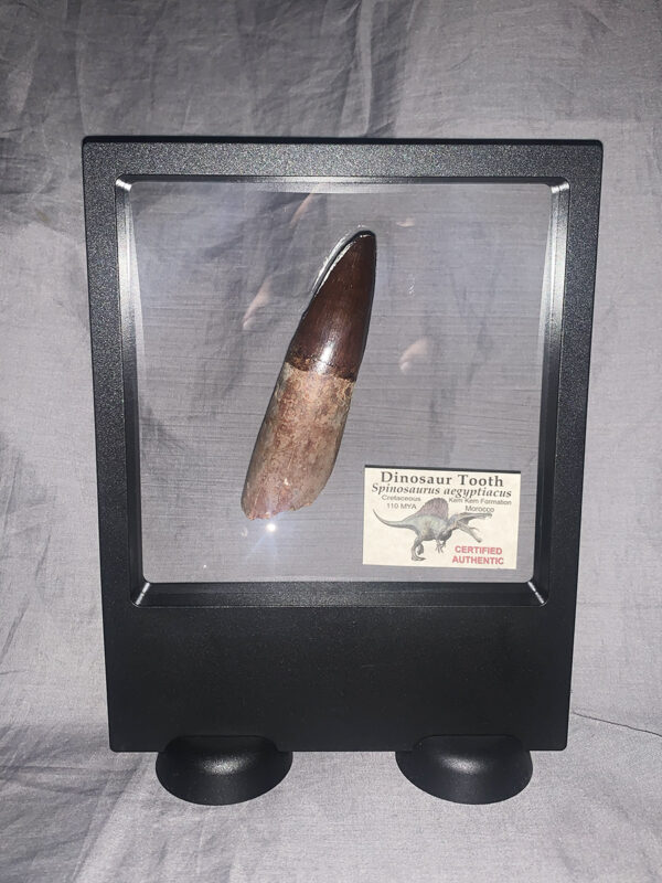 Rooted Spinosaurus Tooth