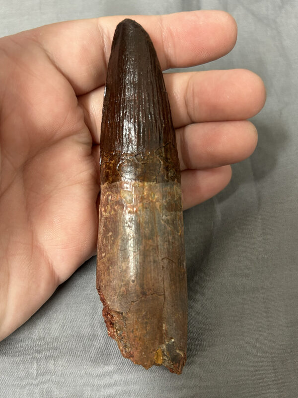 Spinosaurus Tooth330 rear 600x800
