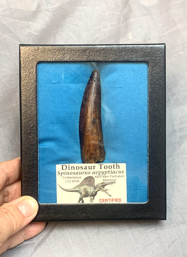 Authentic Spinosaurus Tooth
