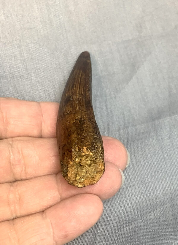 Spinosaurus Tooth331 root 600x825