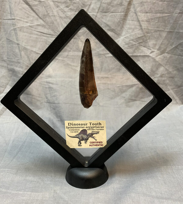 Authentic Spinosaurus tooth