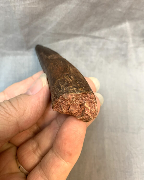 Spinosaurus tooth332 root 600x750