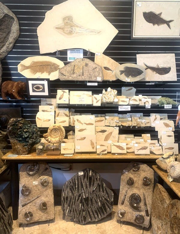 FossilFishCorner 600x780