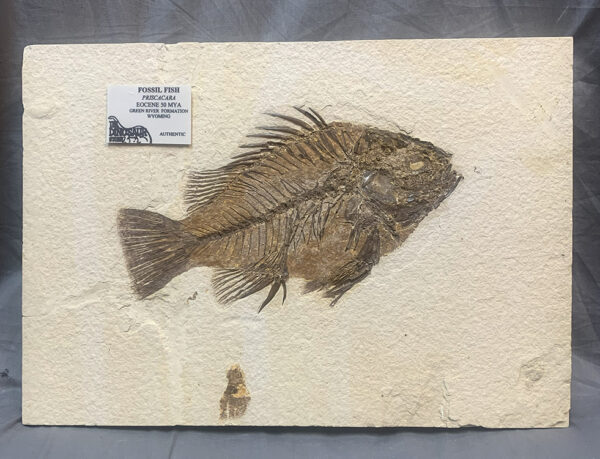 Authentic Fossil Fish Priscacara