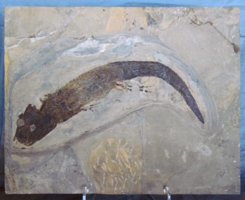 Fossil Amphibian
