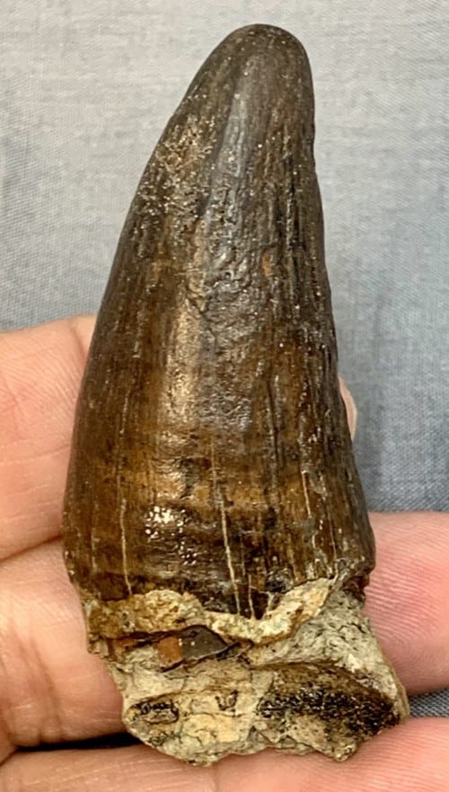 deinosuchus tooth