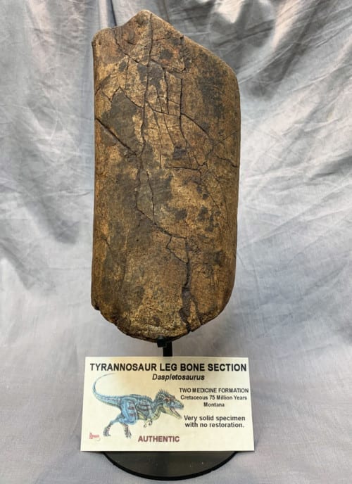 Daspletosaurus Leg Bone Section on Custom Stand