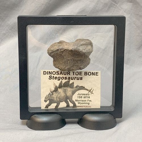 Authentic Stegosaurus Toe Bone