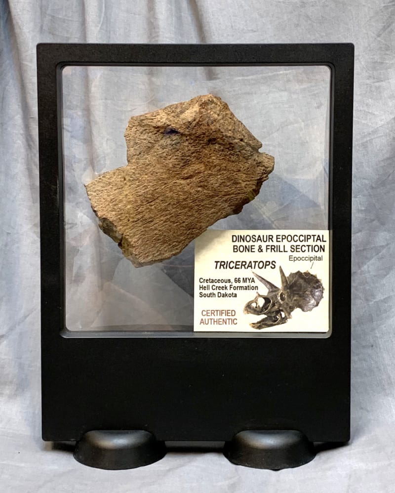 authentic dinosaur fossils