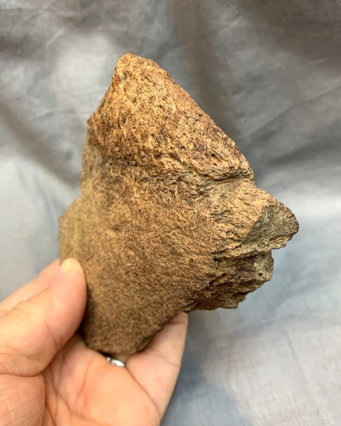 triceratops bones for sale