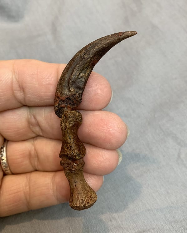 real dinosaur claw