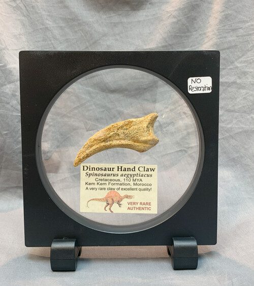 Authentic Spinosaurus Hand Claw with no restoration