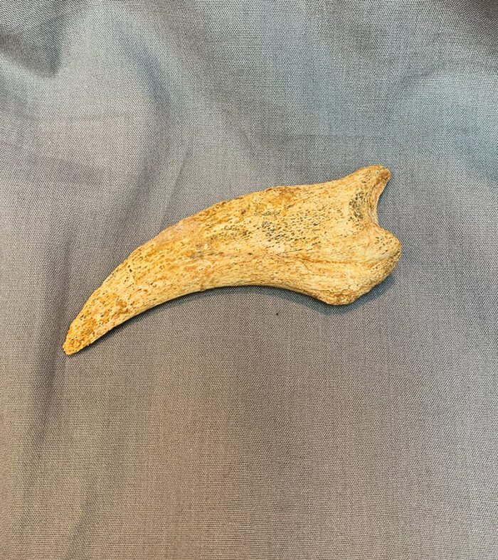 SPINOSAURUS HAND CLAW - Image 4