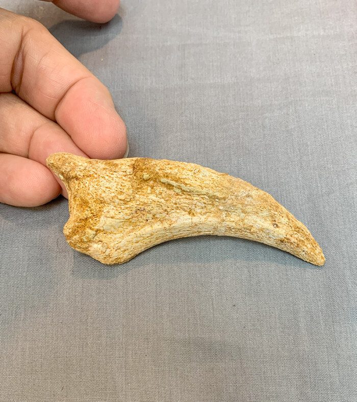 SPINOSAURUS HAND CLAW - Image 2