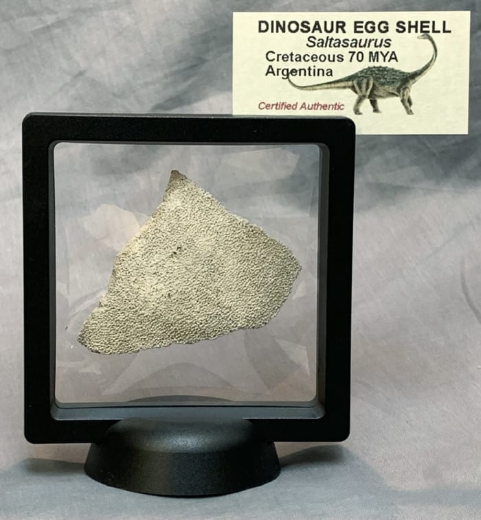 Saltasaurus Dinosaur Egg Shell - Image 2