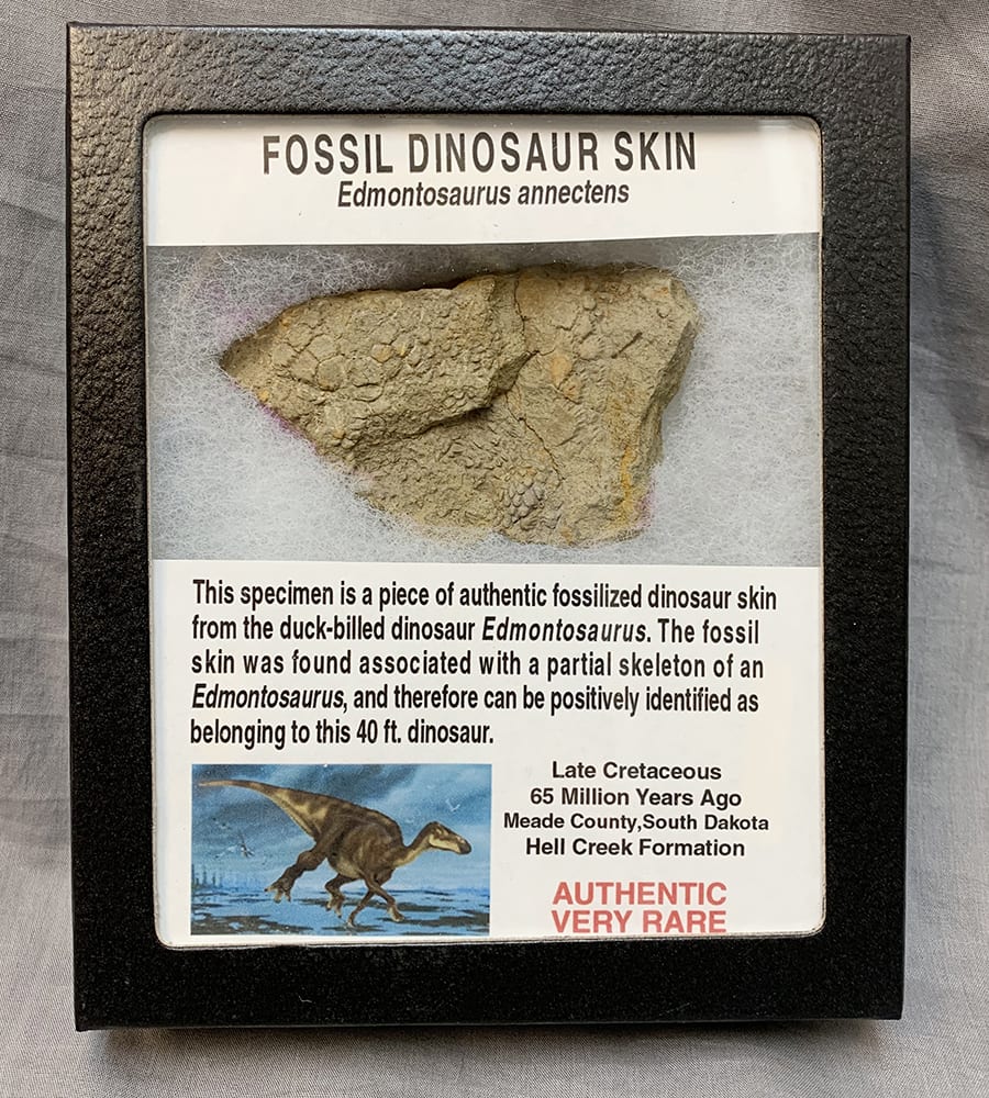 dinosaur skin fossil for sale