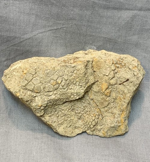 dinosaur skin fossil for sale