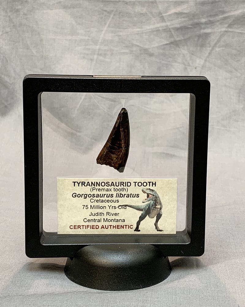 gorgosaurus tooth