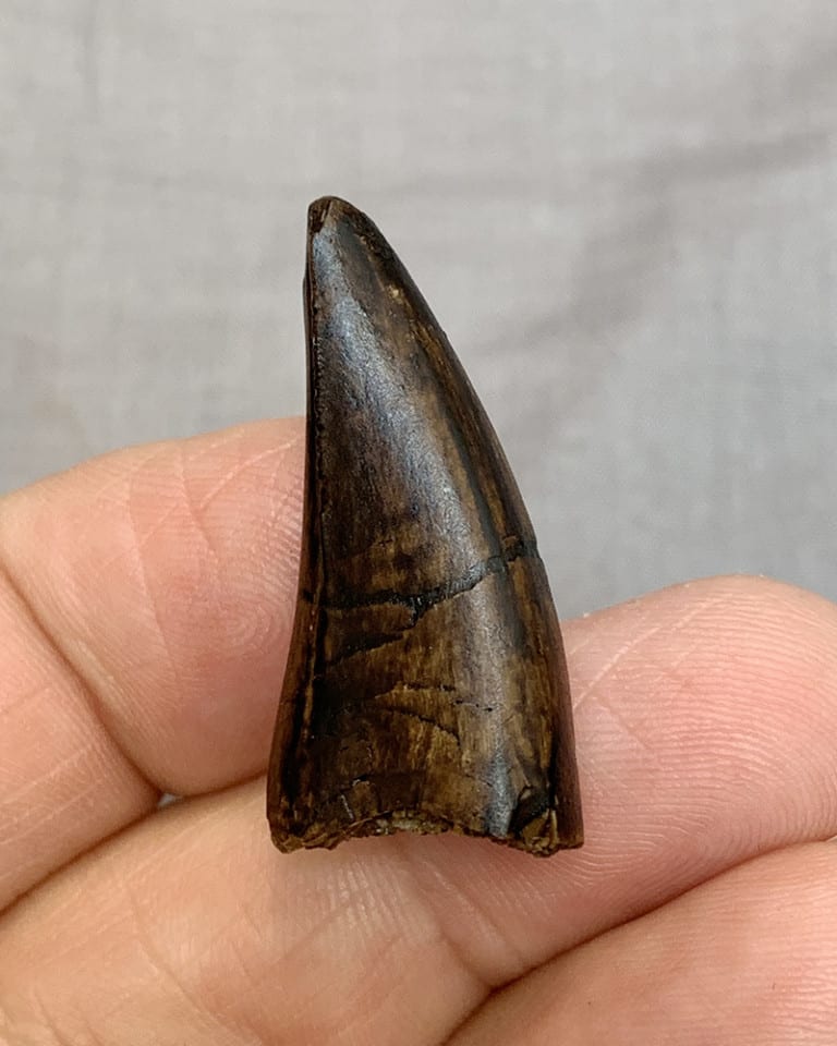 gorgosaurus tooth