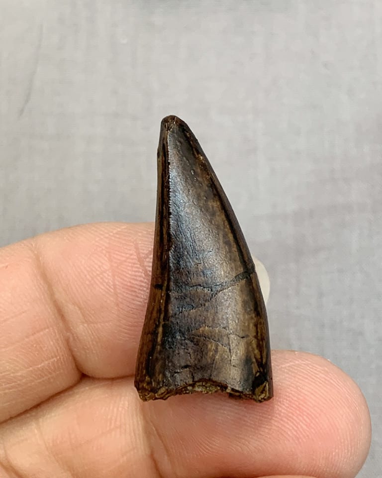 gorgosaurus tooth