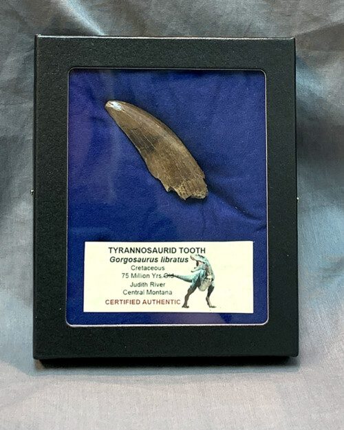 Authentic Tyrannosaur Gorgosaurus Tooth