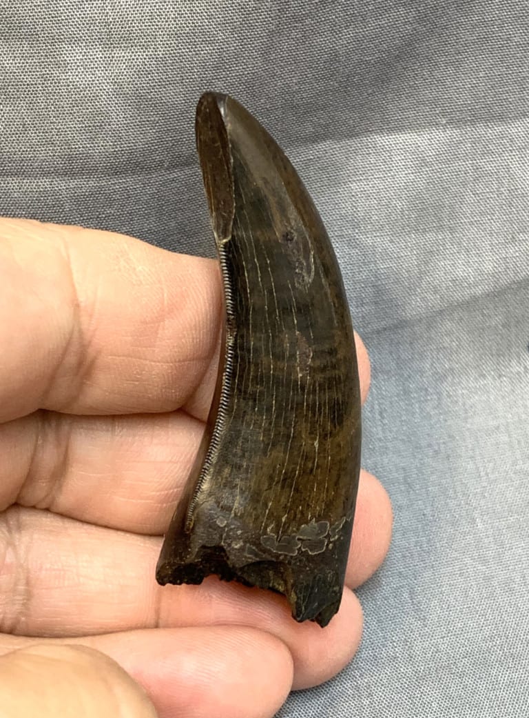 real dinosaur teeth for sale