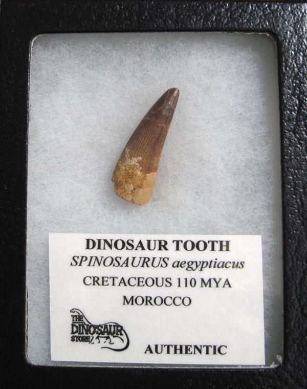 dinosaur teeth and claws