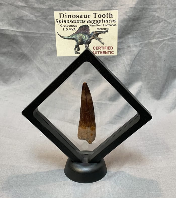 dinosaur teeth and claws for sale