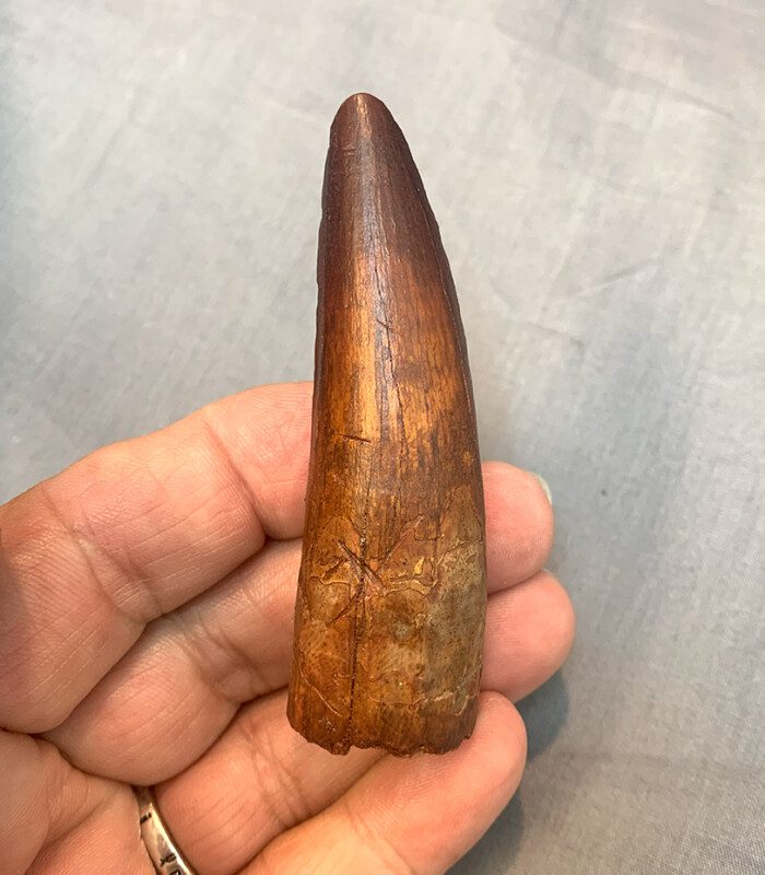 Authentic Spinosaurus Tooth #325 - Image 2