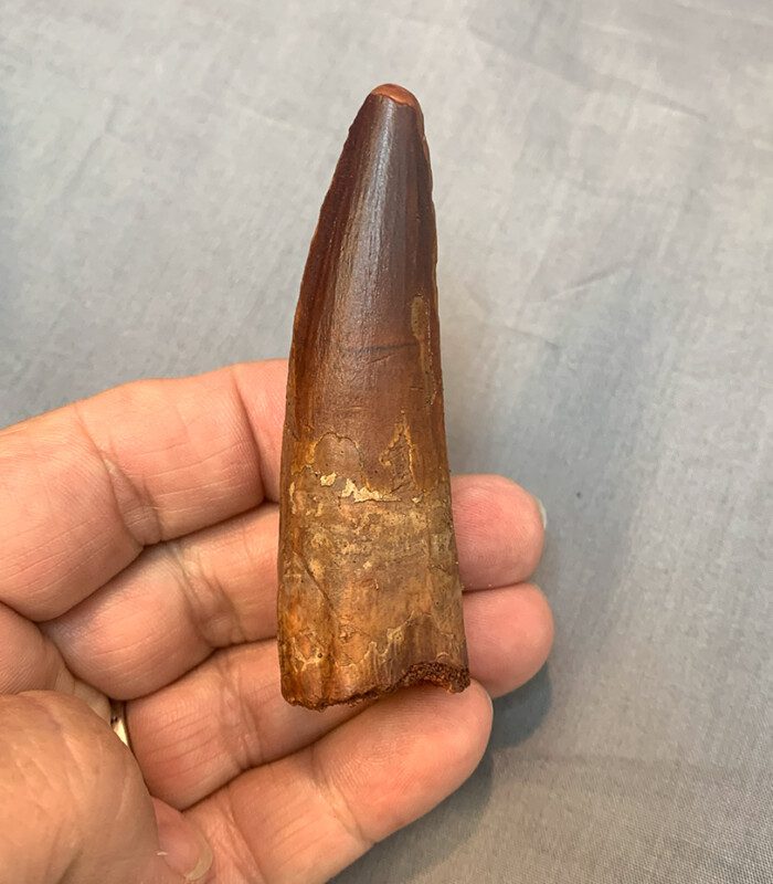 Authentic Spinosaurus Tooth #325 - Image 3