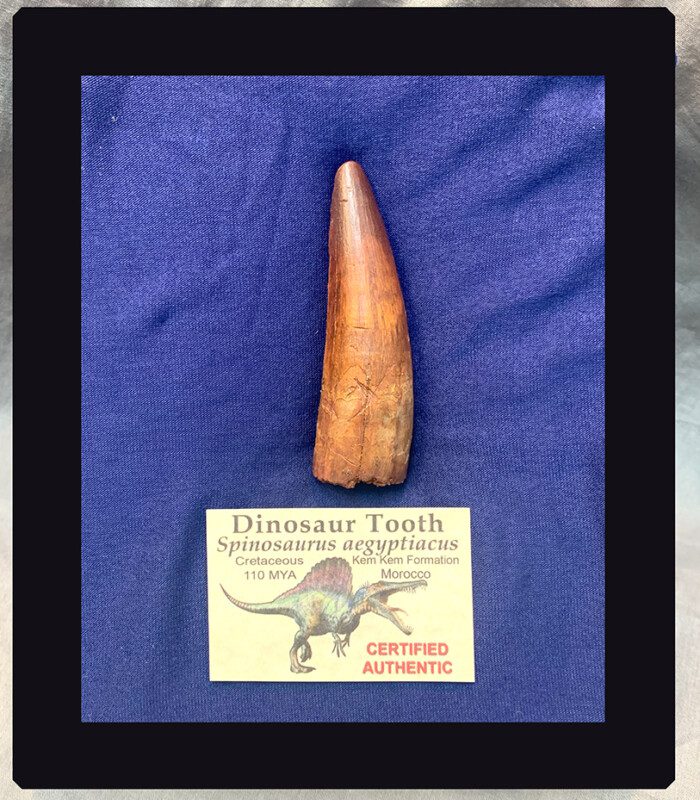 Spinosaurus Tooth