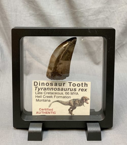 dinosaur teeth and claws for sale