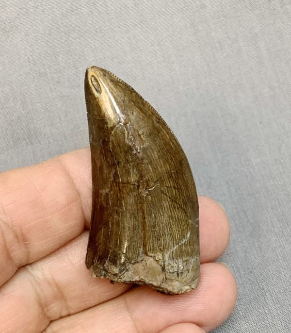 t rex dinosaur teeth