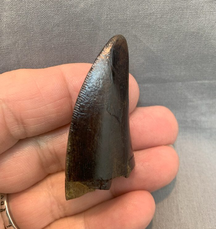 Tyrannosaurus rex tooth