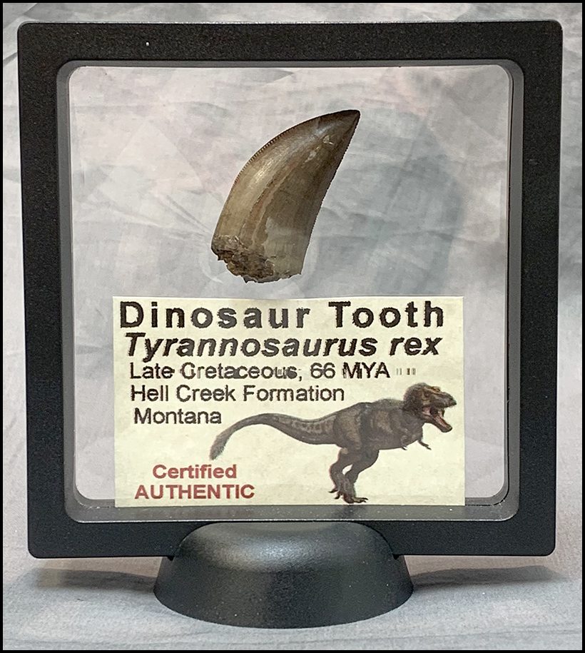 Tyrannosaurus Rex Tooth Fragment Mini Museum