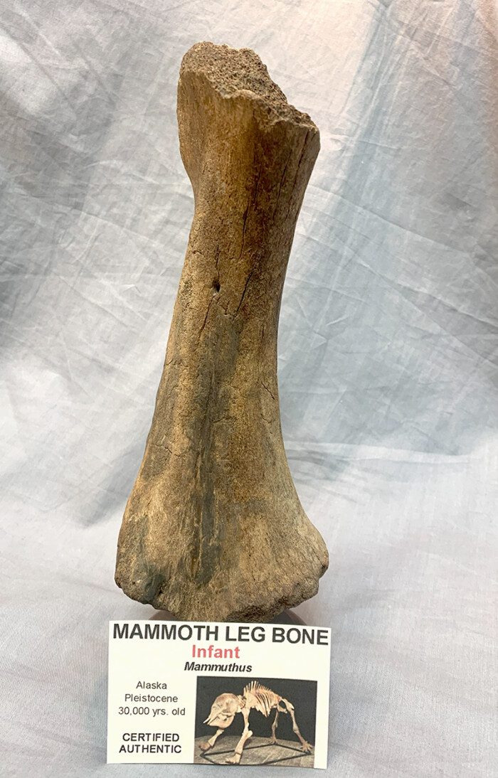 Mammoth Humerus Bone