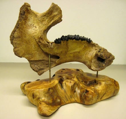 Fossil Manatee Lower Jaw