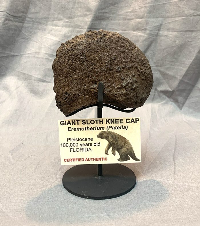 Eremotherium Giant ground sloth Patella (knee cap)