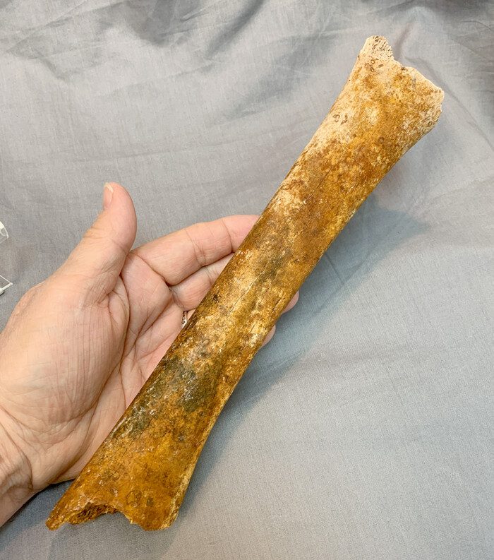 Sabercat Leg Bone Section