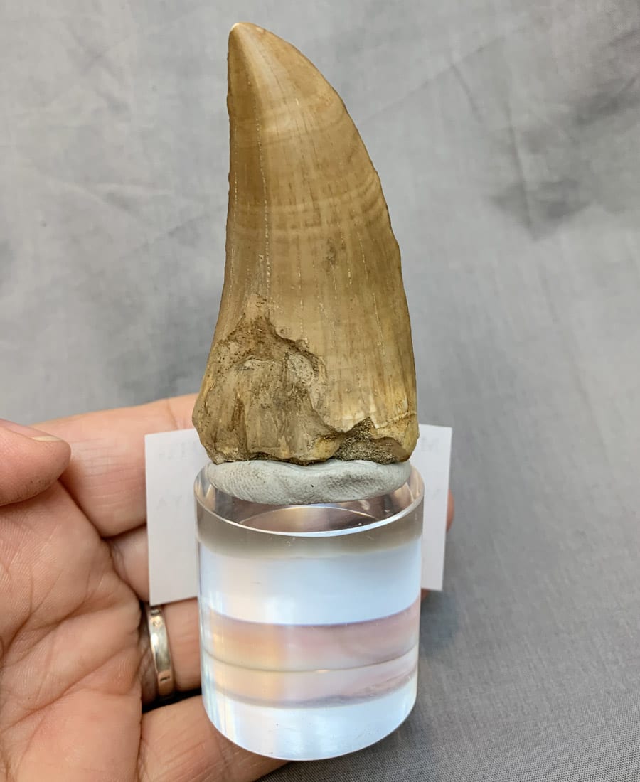 real mosasaur tooth