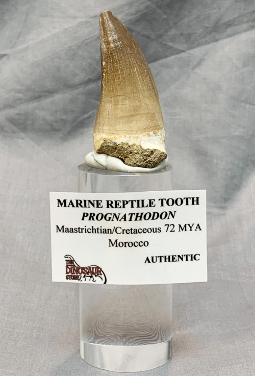 Mosasaur Tooth on Acrylic display