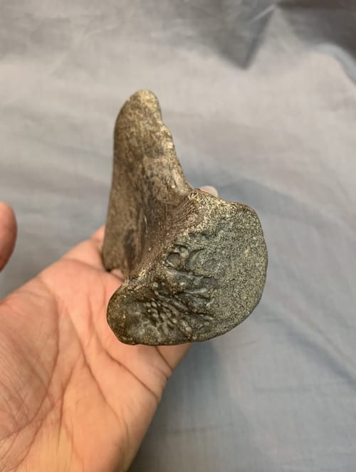 authentic dinosaur fossils