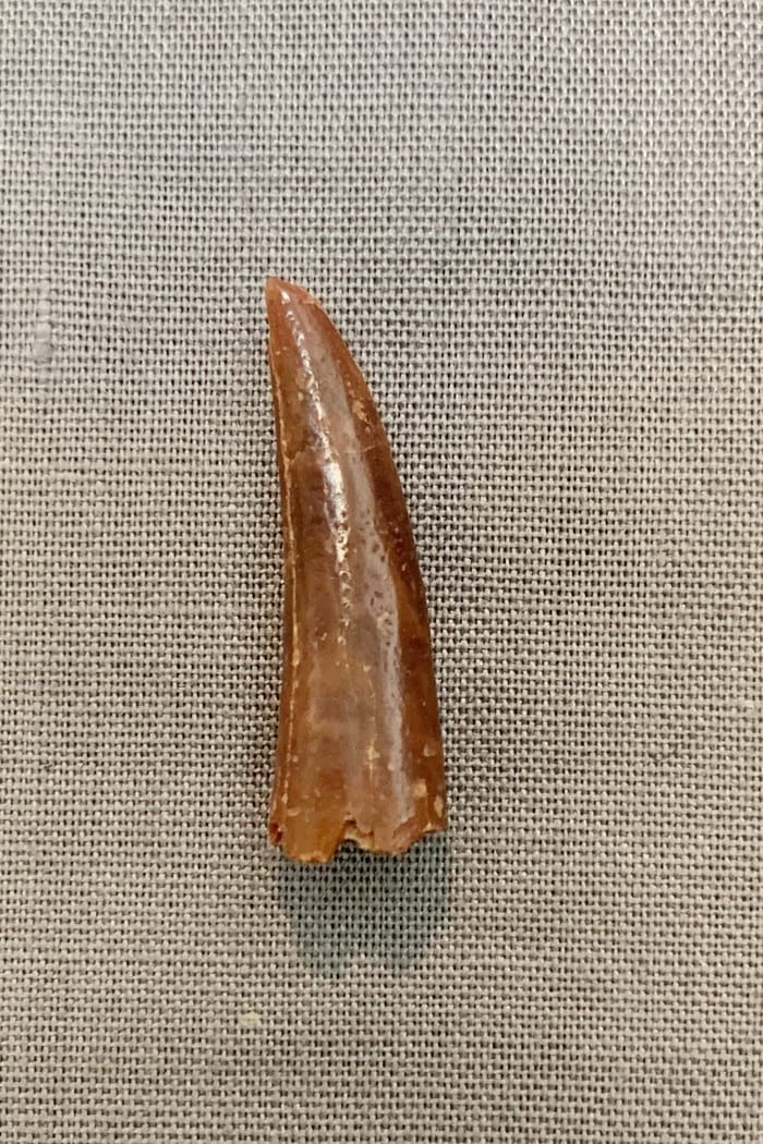 pterodactyl teeth for sale