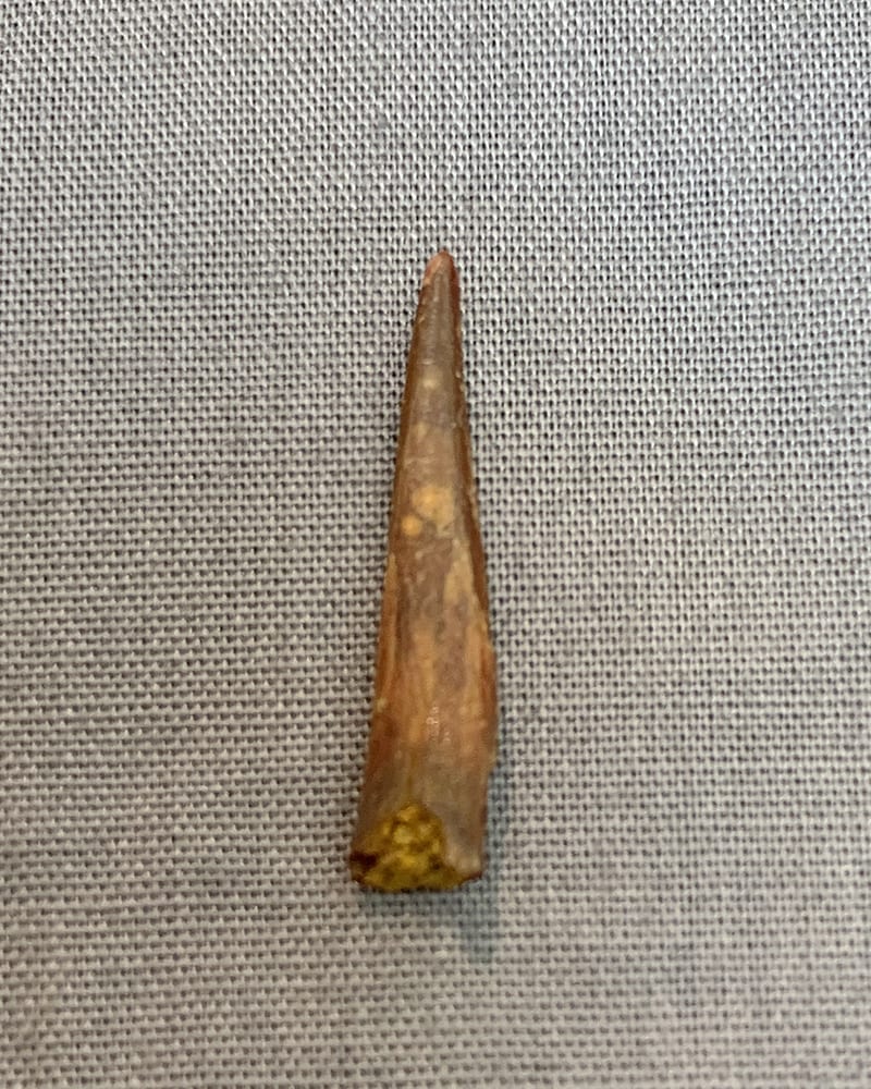 authentic dinosaur tooth