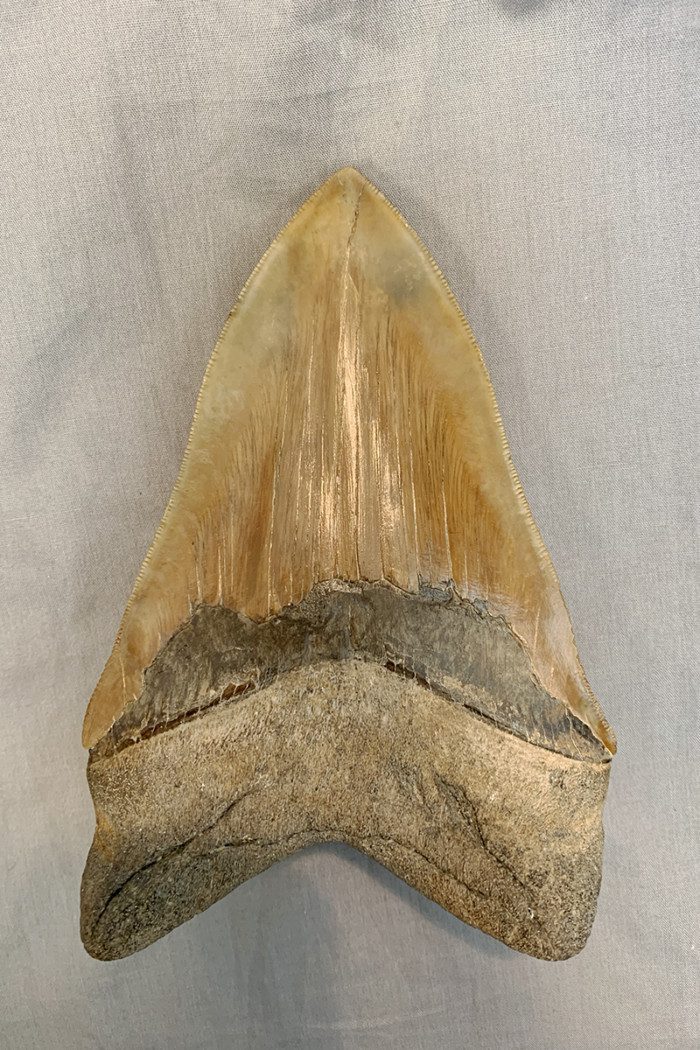 Shark Teeth Archives - The Dinosaur Store & Museum