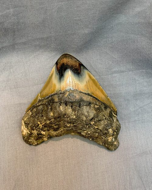 Carcharodon Megalodon Tooth from rear of mouth