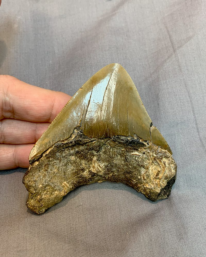 Megalodon Fossil Shark Tooth #240 - The Dinosaur Store & Museum