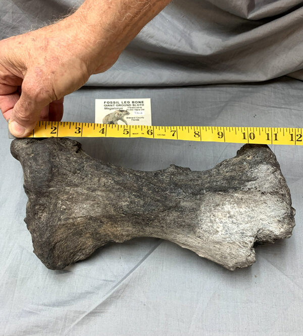 Sloth Tibia Rear Measurements 600x667
