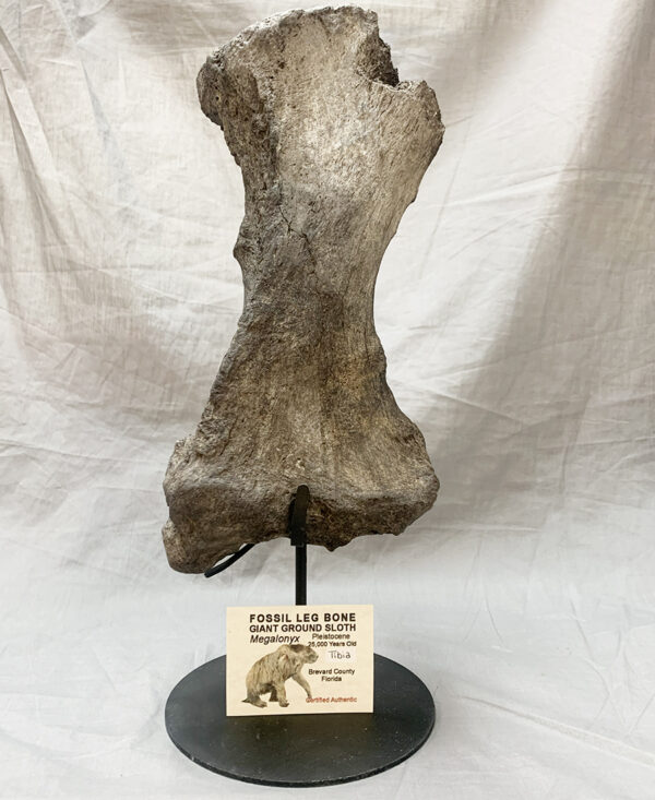 Authentic Giant Ground Sloth Tibia