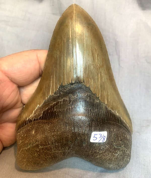 Meg Shark tooth 5 3/8"